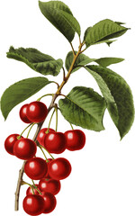 Cherries, vintage cherry,  antique fruit