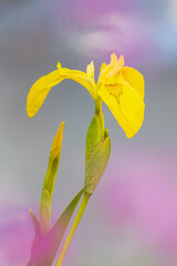 Blüte der Gelben Schwertlilie, (Iris pseudacoris)