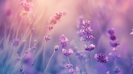 Naklejka premium Lavender purple flowers closeup on a blurred background field : Generative AI