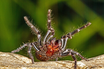 Highly venomous Sydney Funnel-web spider