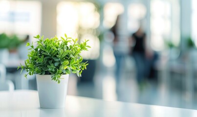 Nature of plants, leaves and chic tables In the background of a modern small office