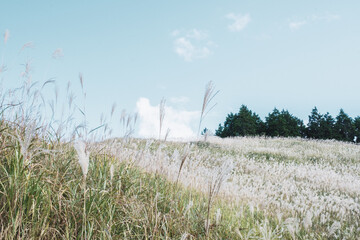 Obraz premium A hill of pampas grass that heralds the arrival of autumn【Tonomine Highland】