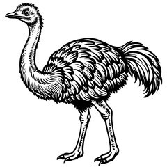 ostrich vector design 