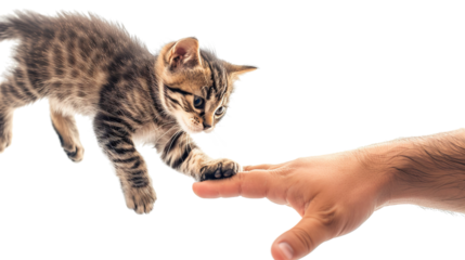 Adorable kitten pouncing on a moving hand as a person tries to tickle its belly on a transparent background