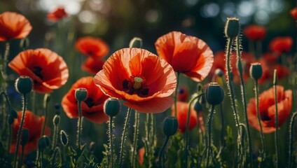 Lovely poppies in full bloom displaying vibrant red petals.