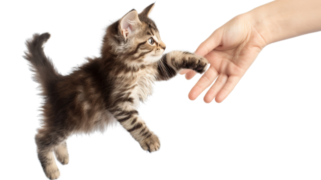 Adorable kitten pouncing on a moving hand as a person tries to tickle its belly on a transparent background