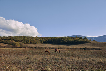 Serenity of Nature Two Horses Grazing in Open Field with Majestic Mountain Background