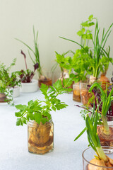 Growing from organic waste, sprouting carrots and beets at home, onions and celery and garlic,...