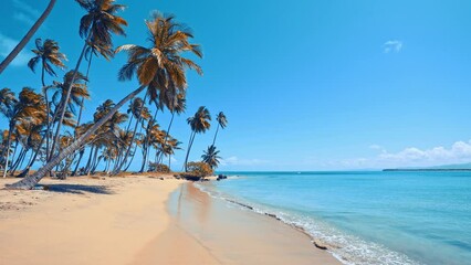 Amazing wild island beach in the Atlantic Ocean. Azure Caribbean Sea and palm trees. Shadow of a palm on white sand. Landscape of a wild palm island. The video is tinted.