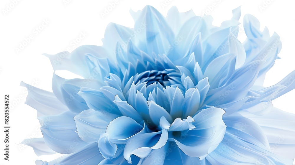 Poster light blue flower on a white background isolated with clipping path closeup big shaggy flower for de