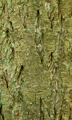 Beautiful details of the bark of fraxinus platypoda