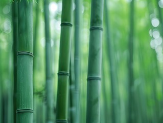 Bamboo forest in Kyoto, green light, soft light, high clarity, close-up