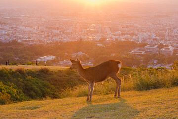 A mountain that offers a panoramic view of the charming city of Nara filled with Japanese...