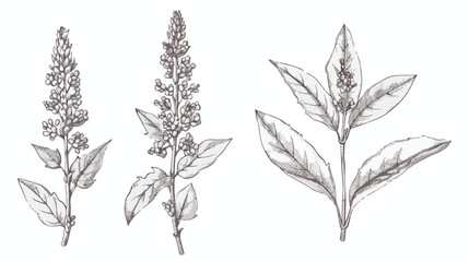 Outlined bistort. Vintage botanical sketch of Persica