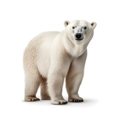 polar bear isolated on white, Picture of polar bear isolated on white background, Polar bear cutout, Polar bear cutout