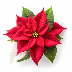 red flower, Christmas red poinsettia flower isolated on white transparent background, Poinsettia Flowers On Transparent Background For Christmas