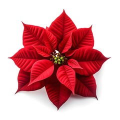 red poinsettia flower, Poinsettia Flowers On Transparent Background For Christmas, Christmas plant red poinsettia flower isolated on white transparent background