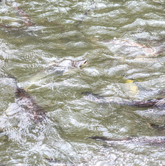 Obraz premium Catfish fish swims on the surface of the water