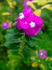 Beautiful purple flower in a tropical garden