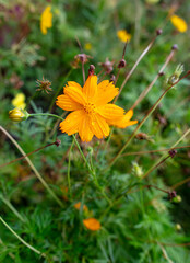 Beautiful orange flower in a tropical garden