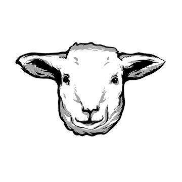 Head Of goat