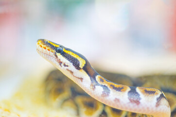 Image of animal eye look.