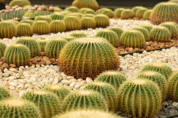 Cacti grow in the arboretum