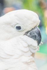 Image of animal eye look.