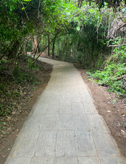 Road in the tropical forest