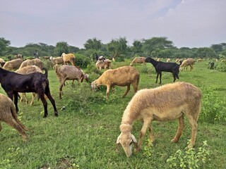 Sheeps and goats grazing grass in a peaceful meadow.