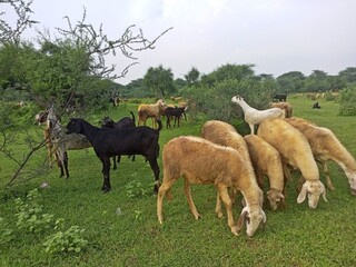 Sheeps and goats grazing grass in a peaceful meadow.
