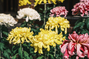 A shrine that enshrines the mountain where Japan's gods dwell for generations【Omiwa Jinja Shrine】