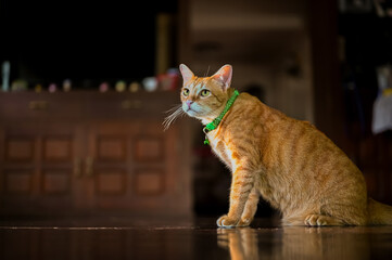 Adorable orange domestic cat sitting on the floor and looking somewhere at day time in the house.