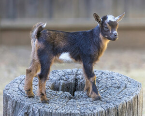 12-Days-Old Pigmy Goat Kid in an Animal Pen.