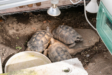 Turtle Testudo Marginata european landturtle family three turtles different size baby parents lined...