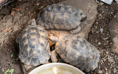 Turtle Testudo Marginata european landturtle family three turtles different size baby parents lined...