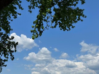 Plane tree leaves against sky clouds.