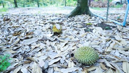 Durian falls on the ground. Small green durian fruits fall on the ground under a durian tree in the...
