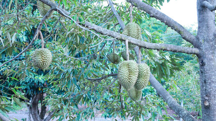 Fresh durian fruit on the tree. Raw durian fruit hangs on a tree in the organic garden. Durian is...