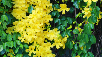 Beautiful yellow Dolichandra unguis-cati flowers. Close-up of blooming yellow flowers of cat's claw...