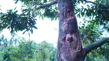 Wounds on the durian tree. Durian trunk with scars on the peel caused by Phytophthora fungus...