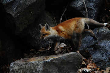Fox Cub