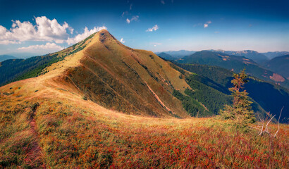 Majestic autumn view of Barvinok peak, Colochava outskirts location, Transcarpathian, Ukraine....