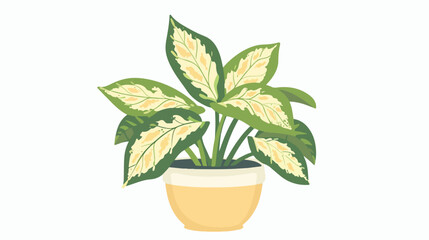 Potted house plant with leaf variegation. Houseplant
