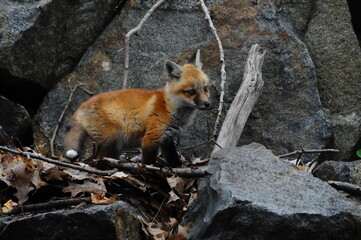 Fox Cub