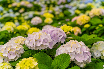 The hydrangeas are in full bloom