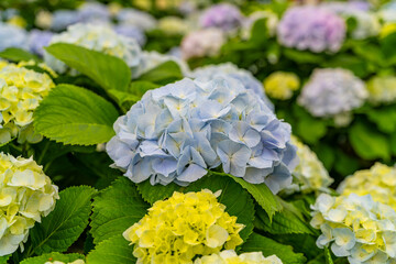 The hydrangeas are in full bloom