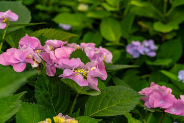 The hydrangeas are in full bloom