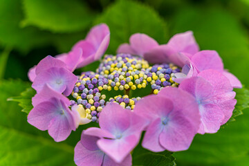 The hydrangeas are in full bloom