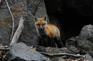 Young Fox